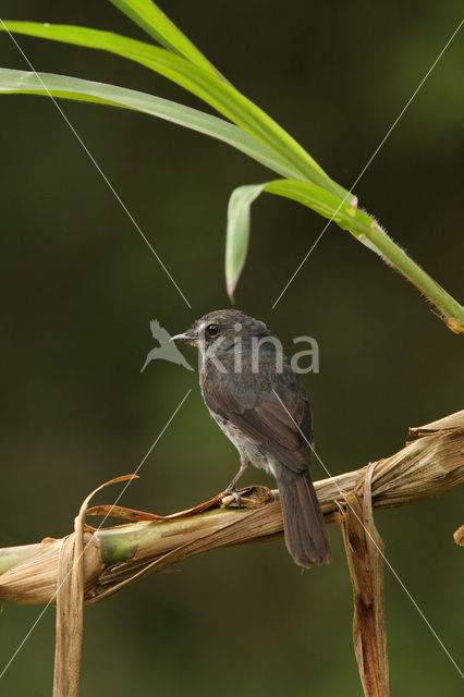 Dofblauwe vliegenvanger (Muscicapa comitata)