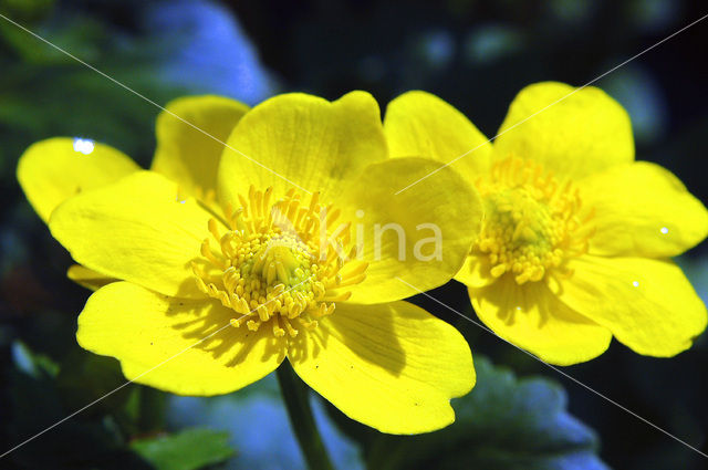 Dotterbloem (Caltha palustris)