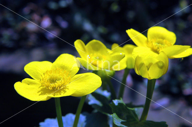 Dotterbloem (Caltha palustris)