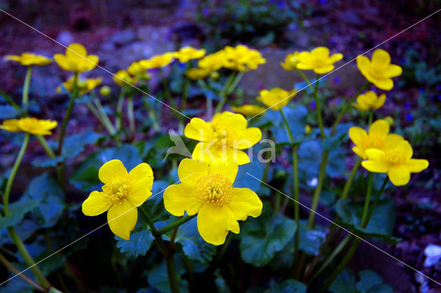 Dotterbloem (Caltha palustris)