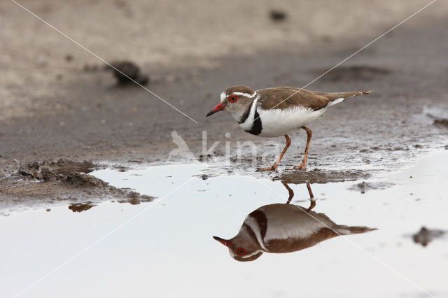 Driebandplevier (Charadrius tricollaris)