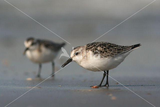 Drieteenstrandloper (Calidris alba)