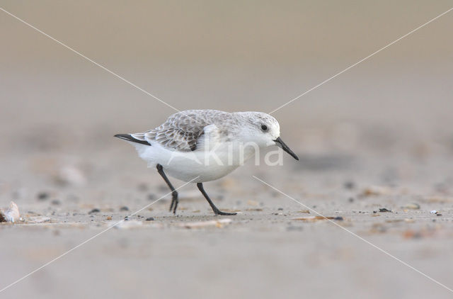 Drieteenstrandloper (Calidris alba)