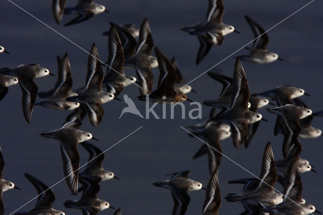 Drieteenstrandloper (Calidris alba)