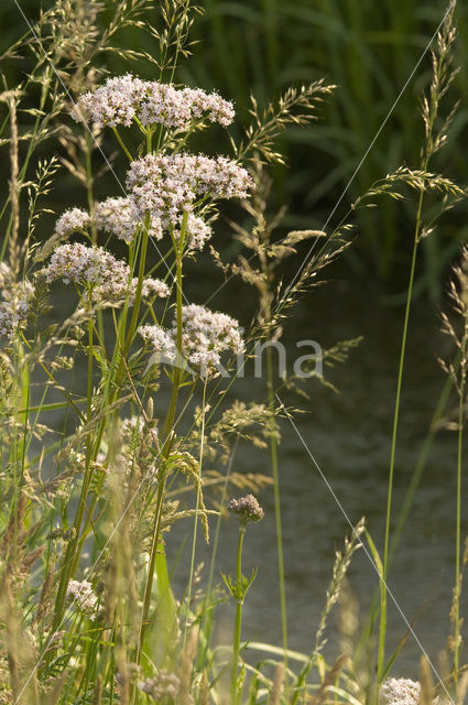 Echte valeriaan (Valeriana officinalis)