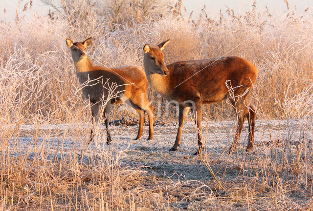 Edelhert (Cervus elaphus)