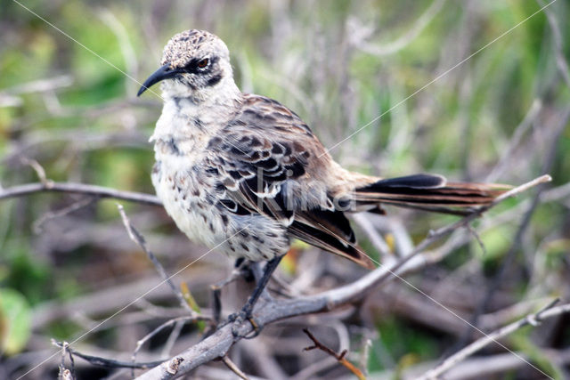 Galalapos Spotlijster (Mimus parvulus)