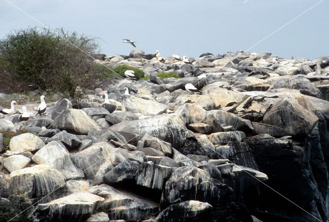 Galapagos albatros (Phoebastria irrorata)