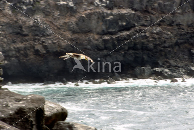 Galapagos albatros (Phoebastria irrorata)