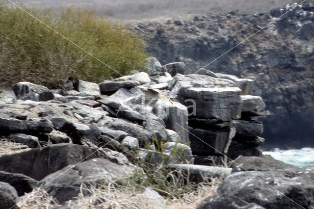 Galapagos albatros (Phoebastria irrorata)