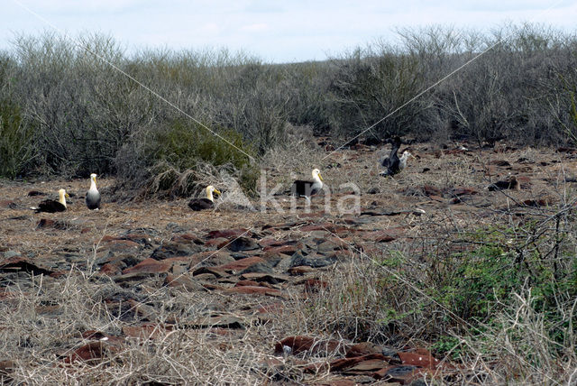 Galapagos albatros (Phoebastria irrorata)