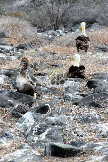 Galapagos albatros (Phoebastria irrorata)