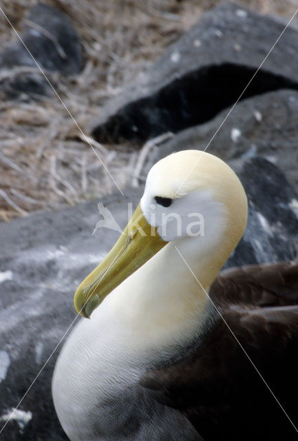 Galapagos albatros (Phoebastria irrorata)