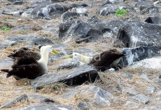 Waved albatross (Phoebastria irrorata)