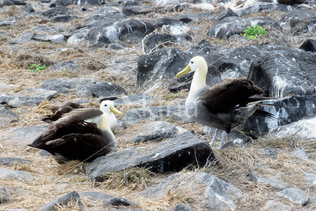 Galapagos albatros (Phoebastria irrorata)