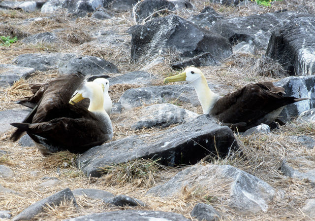 Galapagos albatros (Phoebastria irrorata)