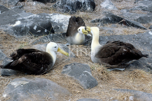 Galapagos albatros (Phoebastria irrorata)