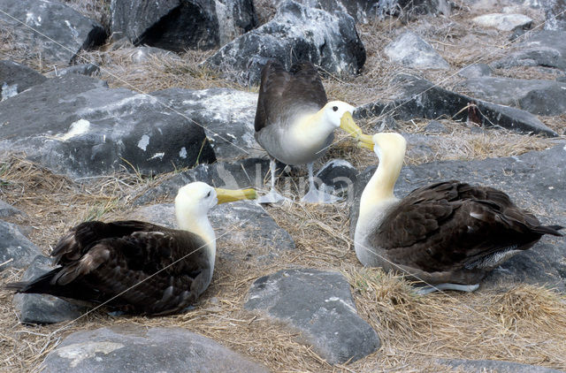 Waved albatross (Phoebastria irrorata)