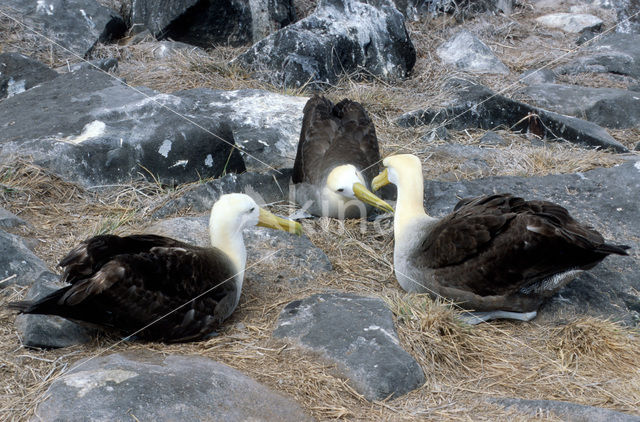 Waved albatross (Phoebastria irrorata)