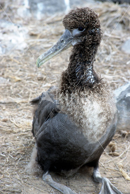 Waved albatross (Phoebastria irrorata)