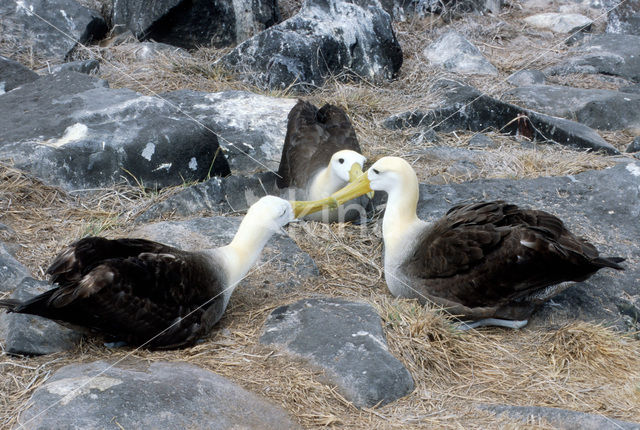 Waved albatross (Phoebastria irrorata)