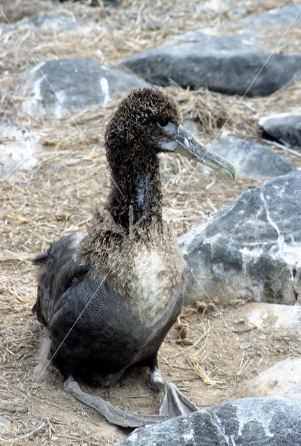 Galapagos albatros (Phoebastria irrorata)