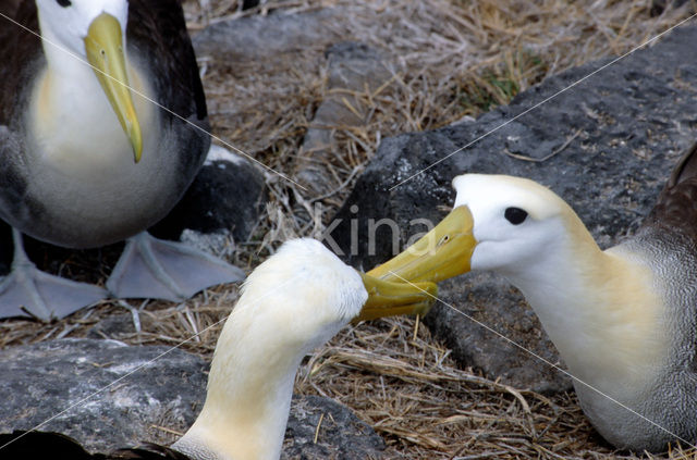 Galapagos albatros (Phoebastria irrorata)