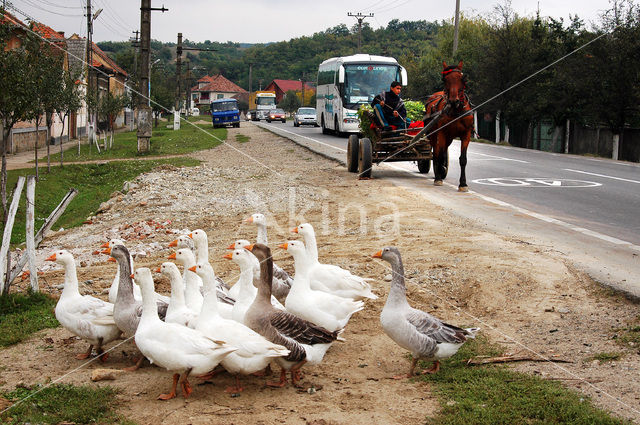 Gans (Anser spec.)