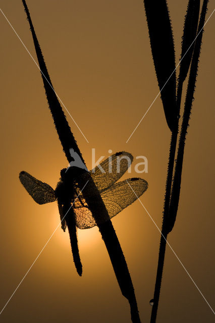 Geelvlekheidelibel (Sympetrum flaveolum)