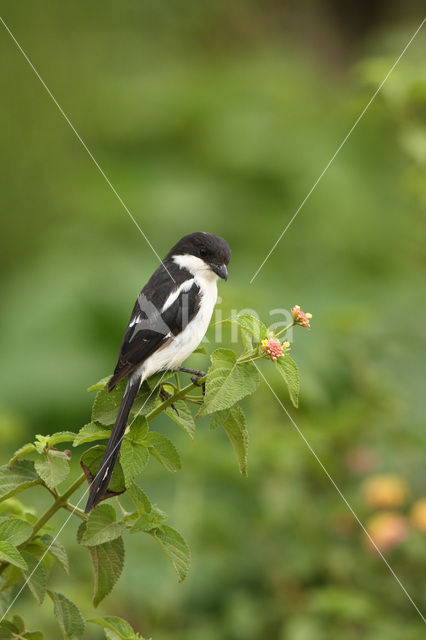 Gekraagde klauwier (Lanius collaris)