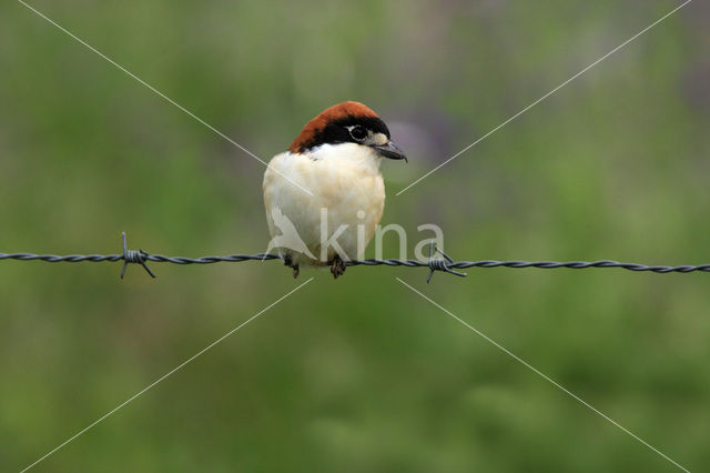 Gekraagde klauwier (Lanius collaris)