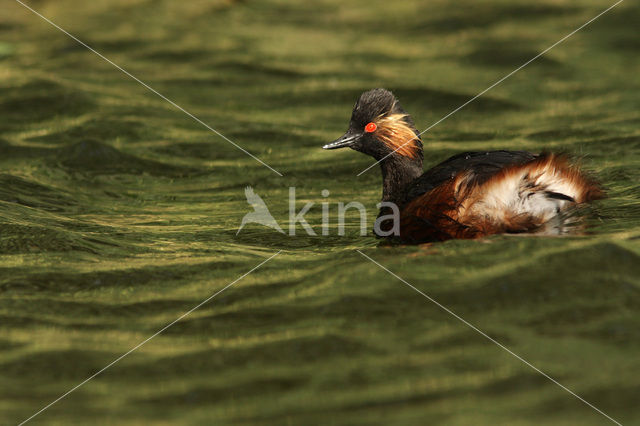 Geoorde Fuut (Podiceps nigricollis)