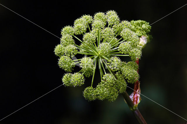 Gewone bereklauw (Heracleum sphondylium)