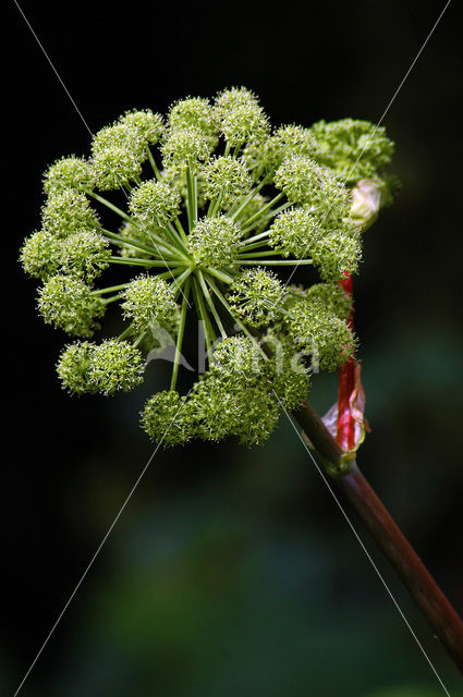 Gewone bereklauw (Heracleum sphondylium)