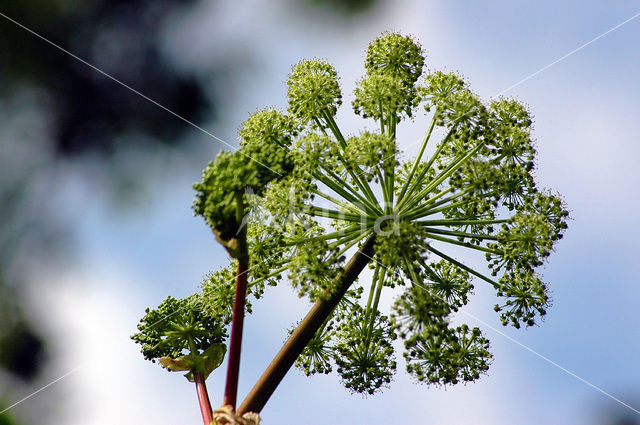 Gewone bereklauw (Heracleum sphondylium)