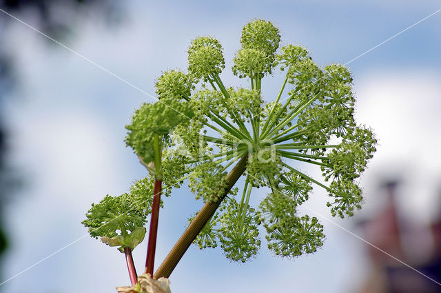 Gewone bereklauw (Heracleum sphondylium)