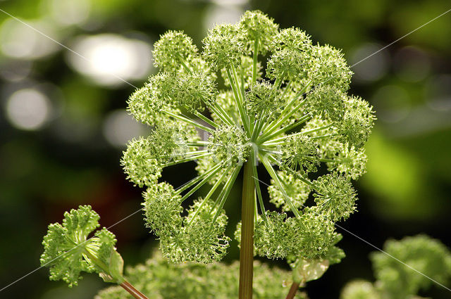 Gewone bereklauw (Heracleum sphondylium)