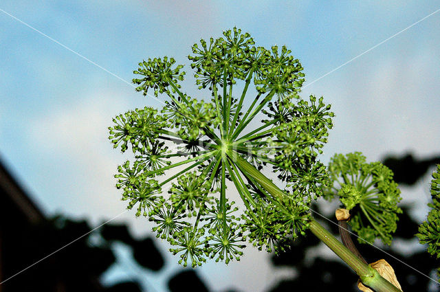 Gewone bereklauw (Heracleum sphondylium)