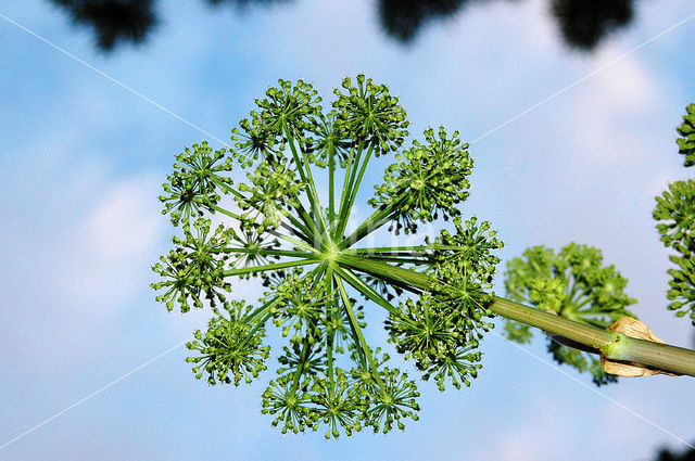 Gewone bereklauw (Heracleum sphondylium)