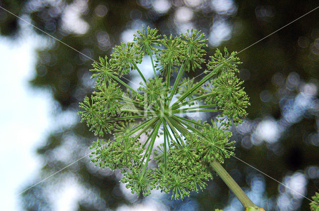 Gewone bereklauw (Heracleum sphondylium)