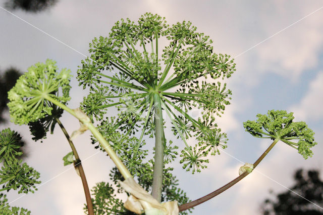 Gewone bereklauw (Heracleum sphondylium)