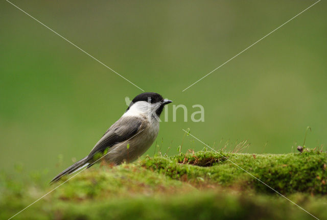 Glanskop (Parus palustris)