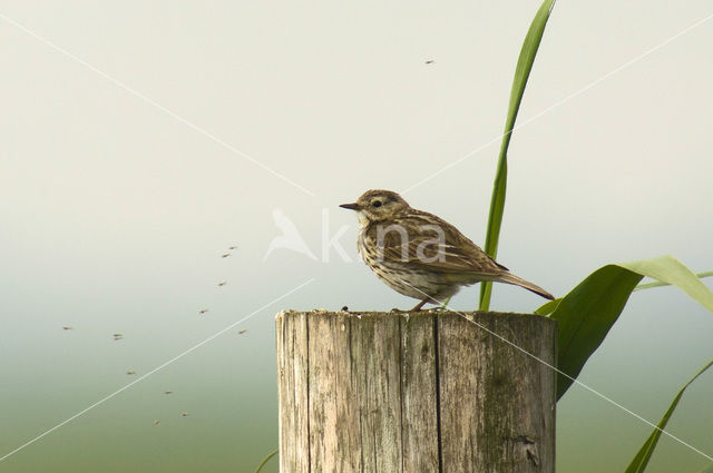 Graspieper (Anthus pratensis)