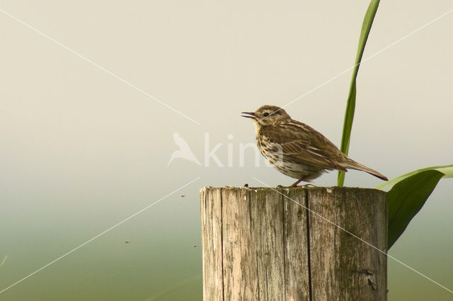 Graspieper (Anthus pratensis)