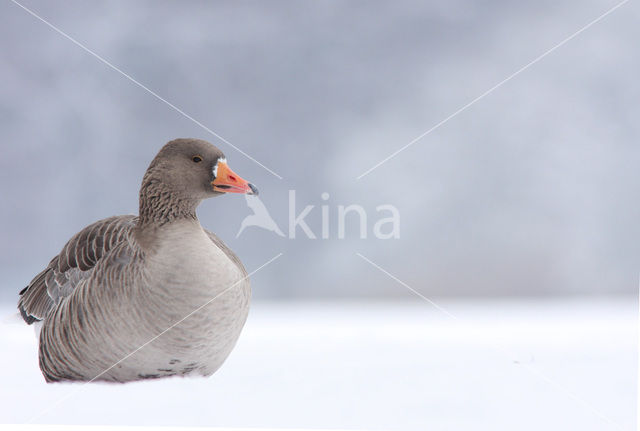 Grauwe Gans (Anser anser)