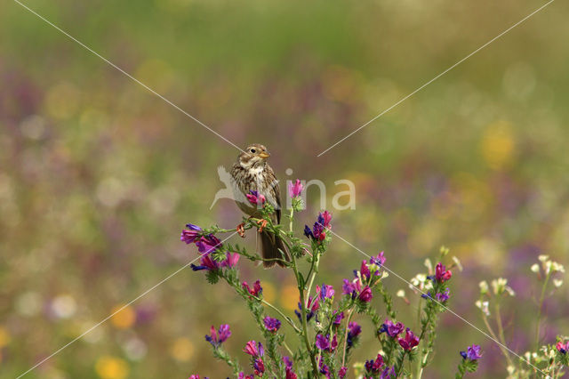 Grauwe Gors (Miliaria calandra)