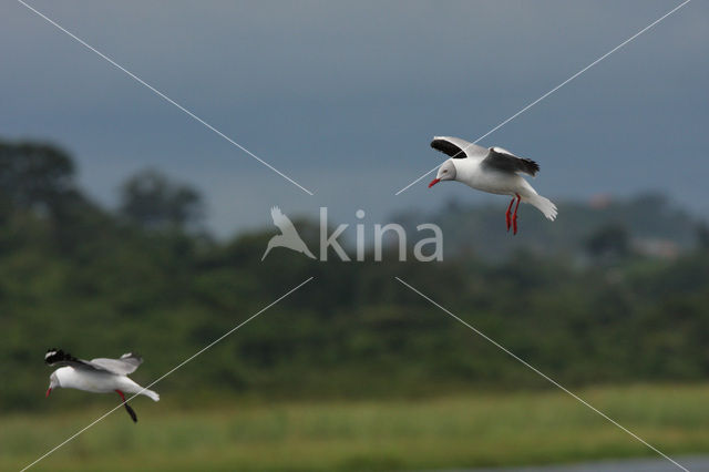 Grijskopmeeuw (Larus cirrocephalus)