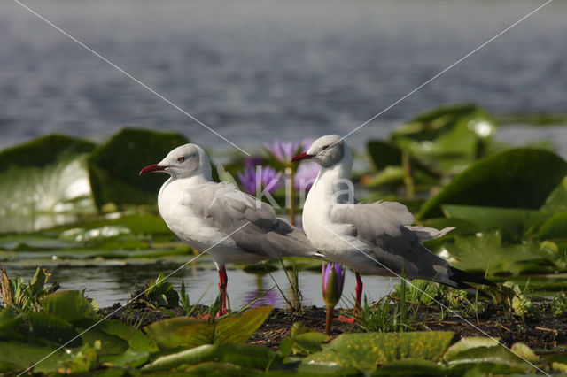 Grijskopmeeuw (Larus cirrocephalus)