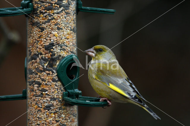 Groenling (Carduelis chloris)