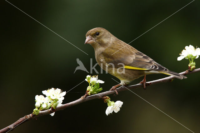 Groenling (Carduelis chloris)